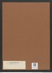 Diatomeae indet. (de-Toni-Nr.: Species 1991 ?) Zeichnungen Sammlung Grunow Mappe 02372 (Herbarium_W_Grunow_drawings_Folder_02372)